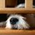Ann DeTurk Swaldi's profile image