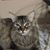 Catherine Amico Meola's profile image