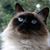 Nicole Schwinkendorf's profile image
