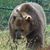 Debbie Wakefield Sedersten's profile image