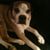 Debbie Bates's profile image