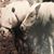 Virginia Studdert's profile image
