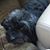 Dwain-vivian Medley's profile image