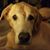 Christi Wiese's profile image