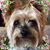 Carol Bures's profile image