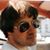 Steven J. Schlappi's profile image