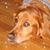 Jane Sokoloski's profile image