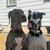 Trisha Dean's profile image