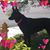 Susan Dickey-Davis's profile image