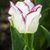 Tulip Tr's profile image