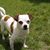 Dina Flores's profile image