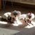 Donna M. Walls's profile image