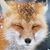 Jane Fox's profile image