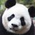 Suzette Wickham's profile image