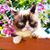 Rachel Kingsmill's profile image