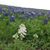BuffaloCreek Ranch's profile image