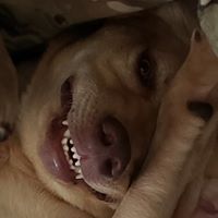 Vera Roncelli's profile image