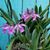 Sharon Buckingham Carignan's profile image