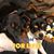 Karen Stewart's profile image