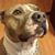 Joe Colon's profile image