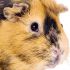 TED Q.'s profile image