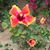 Linda Burtenshaw's profile image