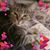 Karen Dan Beyer's profile image