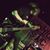 Julian Grenz's profile image