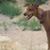 Shanon Batchelor's profile image