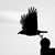 Chuck Hillier's profile image