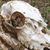 Mike Francis's profile image