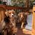 Anmol Joseph's profile image