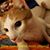Dillon Kling's profile image
