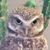 Brian J Cardis's profile image