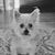 Alma Mazzoni's profile image