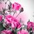 Tammy Currier Luthy's profile image