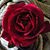 Jenine Wilson's profile image