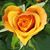 Kayce Reitz's profile image