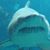 Paul Gould's profile image