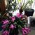 Hyacinth Saburro's profile image