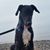 Christine Lipps Peggs's profile image