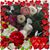 Katherine Kitty Evans's profile image