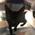 Tammie Shiers Harmon's profile image