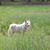 Stella Blue's profile image