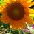 Kelly Tyndall's profile image