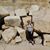 Beckie Friedel's profile image