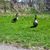 Sherry D'Amico's profile image