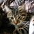 Glenn Gleason Dona Mastvelten-dillman's profile image