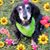 Amber Lockspeiser's profile image