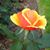Elizabeth Leppek's profile image